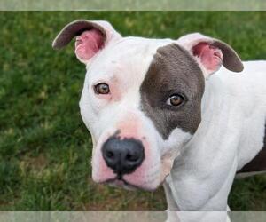 American Pit Bull Terrier-Unknown Mix Dogs for adoption in Rootstown, OH, USA