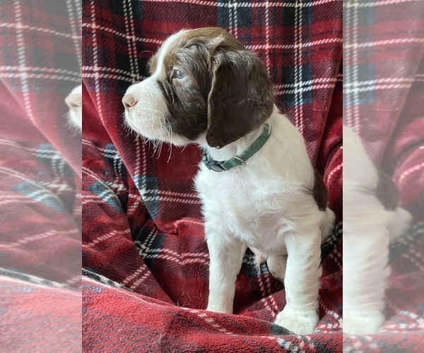Medium Photo #4 Brittany Puppy For Sale in GRANVILLE, MA, USA
