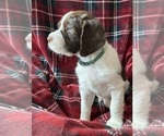 Small Photo #4 Brittany Puppy For Sale in GRANVILLE, MA, USA