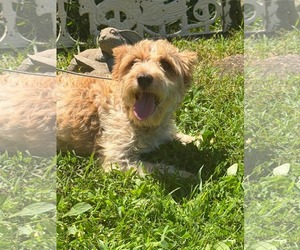 Avita - Female Mutt Dog for Adoption - Photo #3