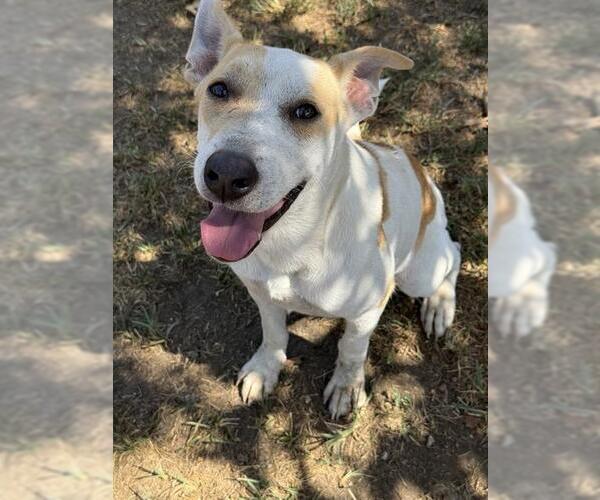 Medium Photo #1 Mutt Puppy For Sale in Riverside, CA, USA