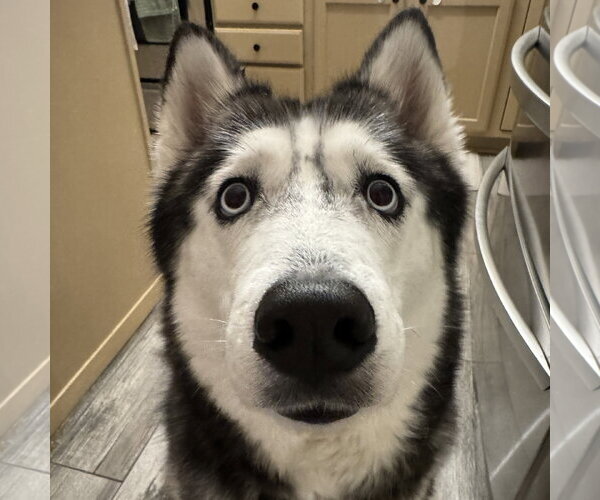 Medium Photo #3 Siberian Husky Puppy For Sale in Fargo, ND, USA