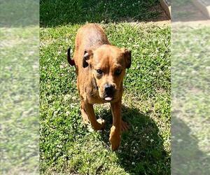 Boxer-Unknown Mix Dogs for adoption in Grovetown, GA, USA