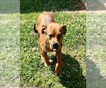Small Boxer Mix