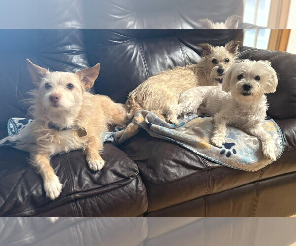 Medium Photo #20 Maltese Puppy For Sale in Boonton, NJ, USA