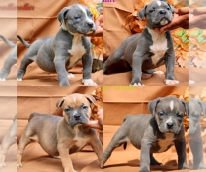 American Bully Puppy for sale in CONROE, TX, USA