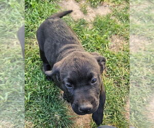 Labrottie Dogs for adoption in Bellingham, WA, USA