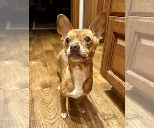Jack Chi Dogs for adoption in Princeton, MN, USA