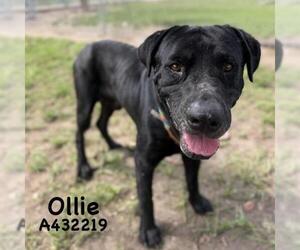 Labrador Retriever-Unknown Mix Dogs for adoption in Conroe, TX, USA