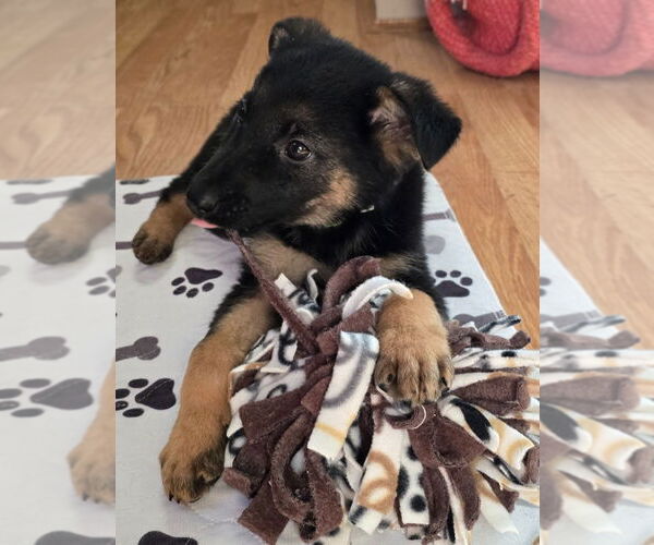 Medium Photo #4 German Shepherd Dog Puppy For Sale in Minneapolis, MN, USA