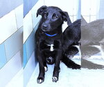 Small #6 Labrador Retriever Mix