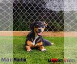 Small Dachshund Mix