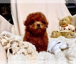 Small Photo #1 Poodle (Toy) Puppy For Sale in LONG ISLAND CITY, NY, USA