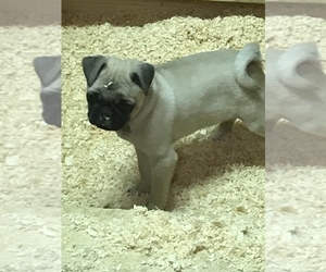 Pug Puppy for Sale in EASTON, Massachusetts USA