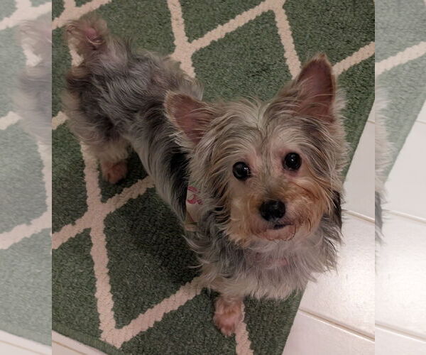 Medium Photo #5 Maltese-Unknown Mix Puppy For Sale in Greensboro, NC, USA