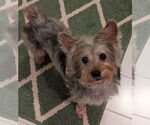 Small #4 Maltese Mix
