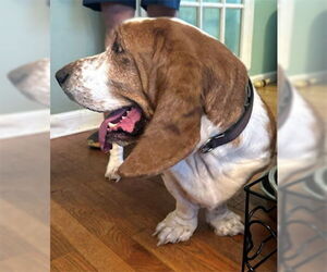 Basset Hound Dogs for adoption in Deepwater, NJ, USA