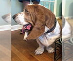 Small Basset Hound