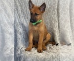 Small Photo #2 Malinois Puppy For Sale in LAKELAND, FL, USA