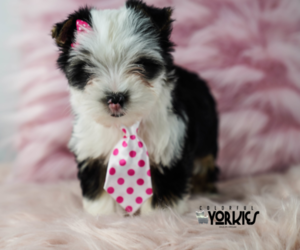 Yorkshire Terrier Puppy for sale in KELLER, TX, USA