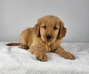 Golden Retriever Puppy for sale in FRANKLIN, IN, USA