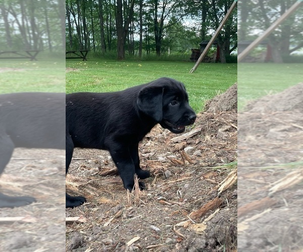 Medium Photo #2 Labrador Retriever Puppy For Sale in SWANTON, MD, USA