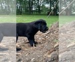Small Photo #11 Labrador Retriever Puppy For Sale in SWANTON, MD, USA