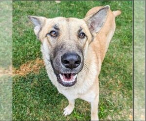 German Shepherd Dog-Unknown Mix Dogs for adoption in Winston Salem, NC, USA
