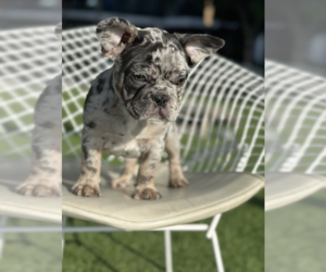 French Bulldog Puppy for sale in LOS ANGELES, CA, USA