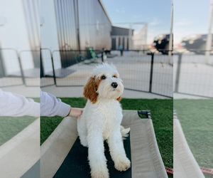 Goldendoodle (Miniature) Puppy for sale in CHAPEL HILL, NC, USA