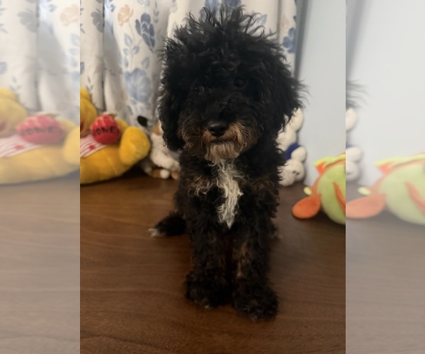 Medium Photo #33 Havapoo Puppy For Sale in DURHAM, CT, USA