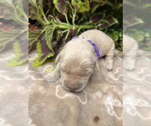 Golden Retriever Puppy for sale in NEOLA, WV, USA