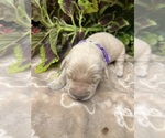 Image preview for Ad Listing. Nickname: AKC Golden Retr