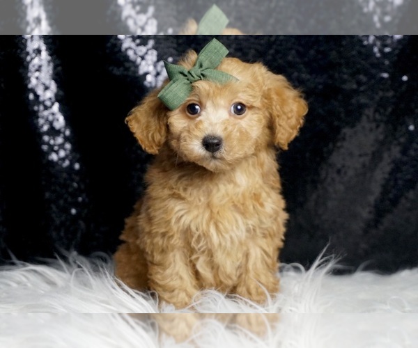 Medium Photo #2 Poodle (Toy) Puppy For Sale in WARSAW, IN, USA