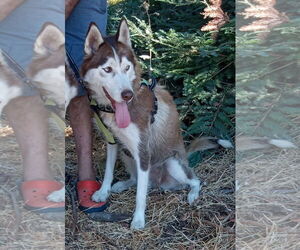 Siberian Husky Dogs for adoption in Pacific grove , CA, USA