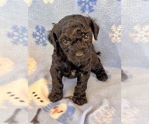 YorkiePoo Puppy for sale in Lexington, NC, USA