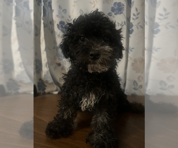 Medium Photo #3 Poodle (Miniature) Puppy For Sale in DURHAM, CT, USA
