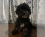 Small #2 Poodle (Miniature)