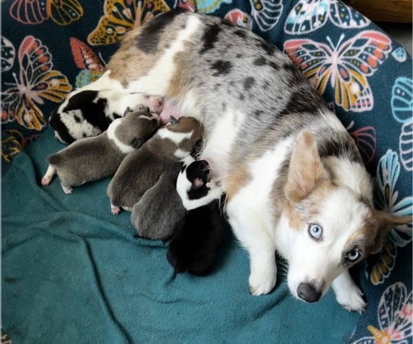 Medium Photo #1 American Corgi Puppy For Sale in MOUNDVILLE, AL, USA