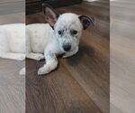 Small #1 Red Heeler Mix