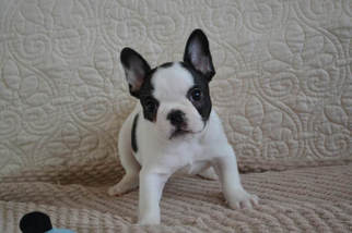 French Bulldog Puppy for sale in MUSCODA, WI, USA