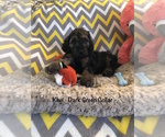 Small Photo #4 Irish Doodle Puppy For Sale in SUMNER, IA, USA