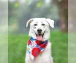 Small #4 Great Pyrenees Mix