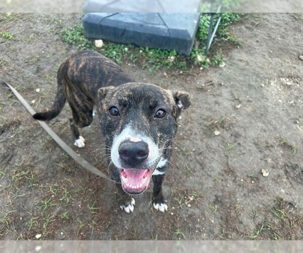 Medium Photo #2 American Pit Bull Terrier-Unknown Mix Puppy For Sale in Ocala, FL, USA