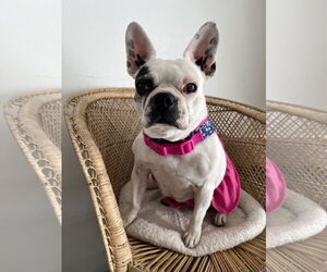 French Bulldog Dogs for adoption in Bellevue, WA, USA
