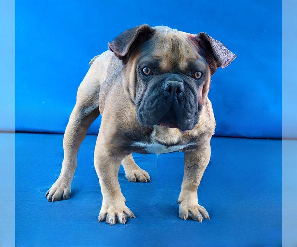 Medium Photo #1 French Bulldog Puppy For Sale in Pasadena, CA, USA
