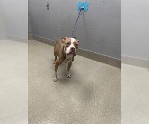 American Pit Bull Terrier-Unknown Mix Dogs for adoption in Las Vegas, NV, USA