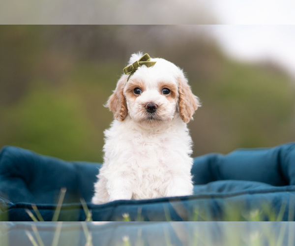 Medium Photo #2 Maltipoo (Miniature) Puppy For Sale in WARSAW, IN, USA