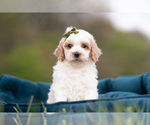 Small #1 Maltipoo (Miniature)