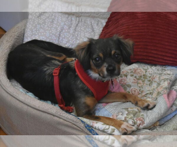 Medium Photo #3 Mutt Puppy For Sale in San Diego, CA, USA